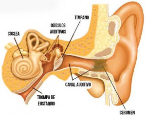 cerumen